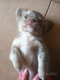 Chihuahua maschio