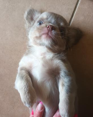 Chihuahua maschio
