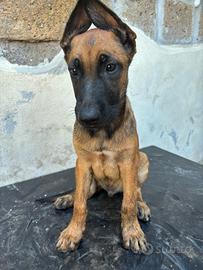 Cucciolo Pastore Belga Malinois