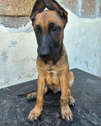 Cucciolo Pastore Belga Malinois