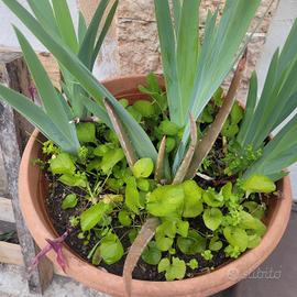 composizione floreale 