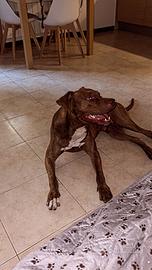 Pitbull