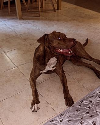 Pitbull