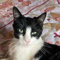 Gatta giovane sfortunata