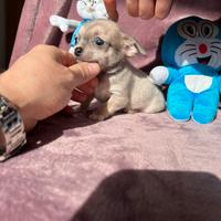 Chihuahua Maschi mini crema bianco