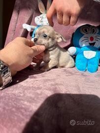 Chihuahua Maschi mini crema bianco