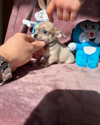 Chihuahua Maschi mini crema bianco