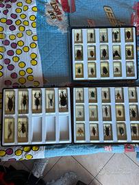 Collezione completa insetti