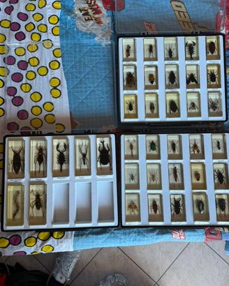 Collezione completa insetti