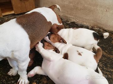 Cuccioli jack russel con pedigree