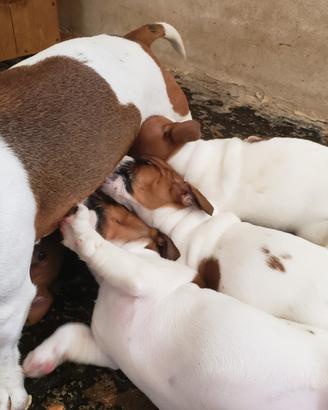 Cuccioli jack russel con pedigree