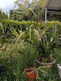 Palme 