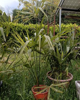 Palme 