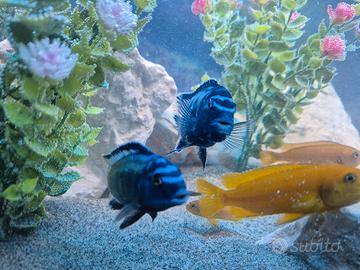 Acquario pesci Malawi