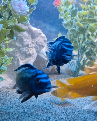 Acquario pesci Malawi