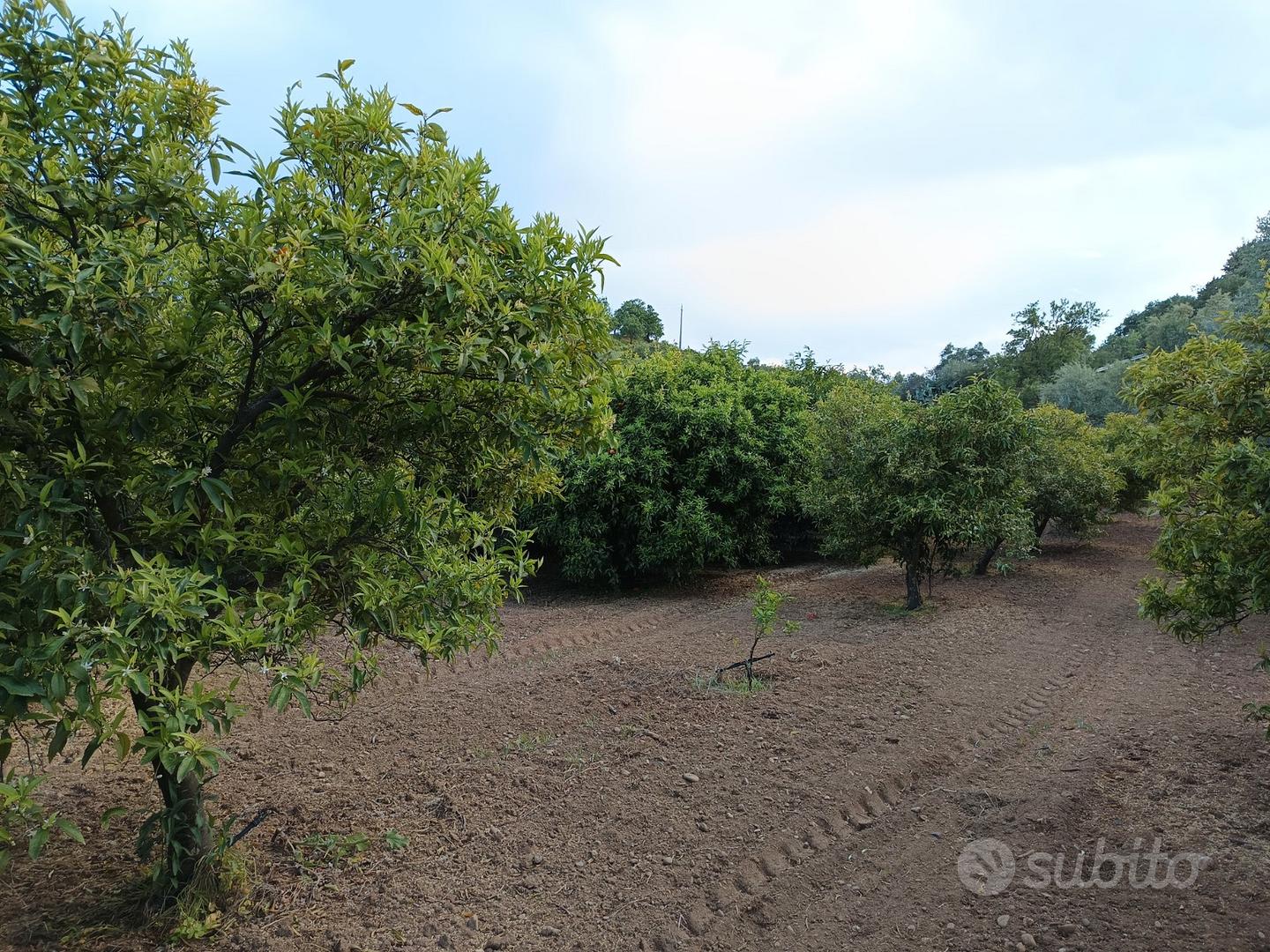 Terreno vicinissimo allo Scalo di Corigliano - Vista 2