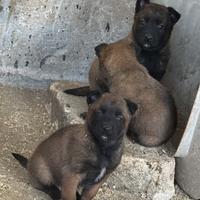 Ultimo cucciolo pastore belga malinois