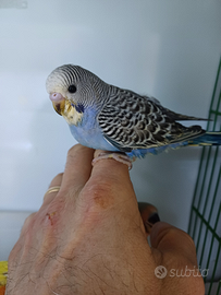 Cocorite allevate a mano