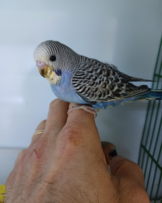 Cocorite allevate a mano