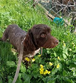 Cucciolo di Mix Lagotto