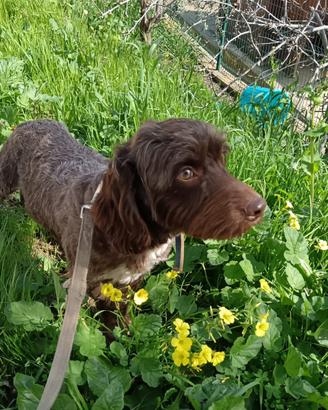 Cucciolo di Mix Lagotto