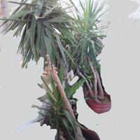 Piante di Yucca (tronchetti felicità) ed altre