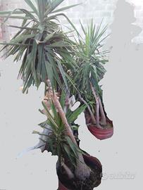 Piante di Yucca (tronchetti felicità) ed altre