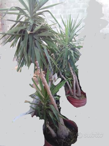 Piante di Yucca (tronchetti della felicità), usato usato  Padova