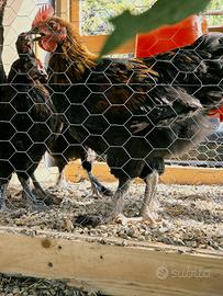 marans nero ramato 