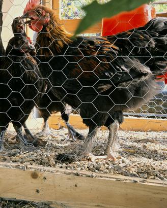 marans nero ramato 