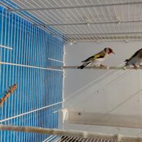 Cardellino Major agata port. Opale