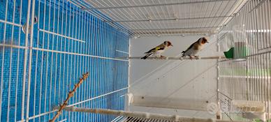 Cardellino Major agata port. Opale