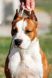 Femmina di amstaff