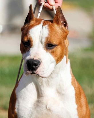 Femmina di amstaff