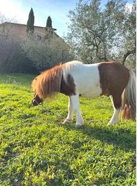 Cavallo Pony maschio per monta