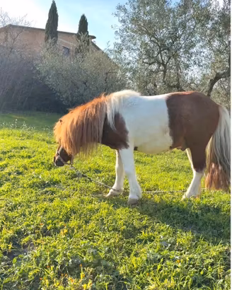 Pony maschio per monta