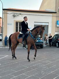 Animali
