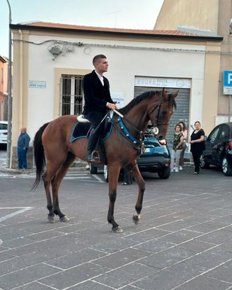 Animali