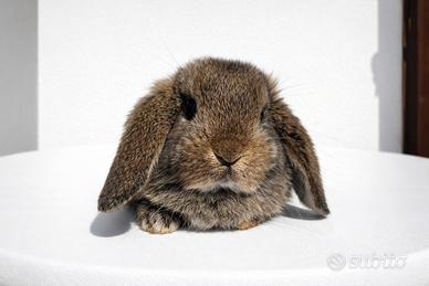 Cucciolo di coniglio ariete nano marrone