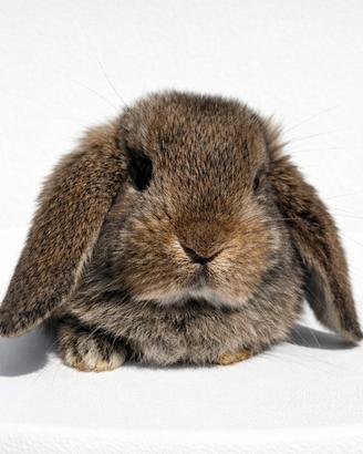 Cucciolo di coniglio ariete nano marrone