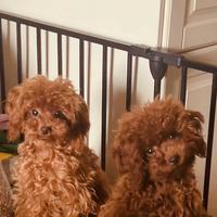 Barboncini mini toy 6 mesi Pedigree Enci