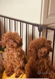 Barboncini mini toy 6 mesi Pedigree Enci