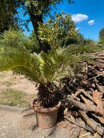Cycas