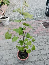 pianta di uva fragola 