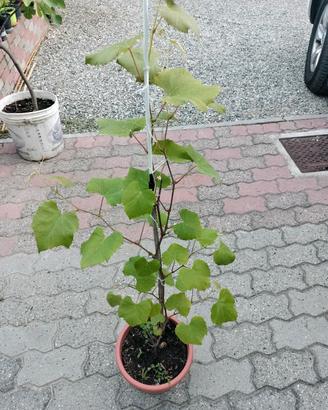 pianta di uva fragola 