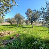 TER. AGRICOLO A VENAFRO