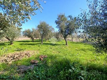 TER. AGRICOLO A VENAFRO