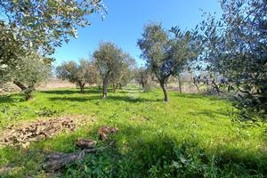 TER. AGRICOLO A VENAFRO