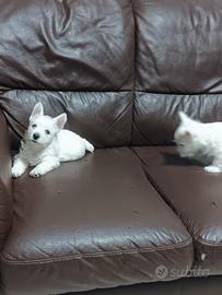West highland white terrier con pedigree
