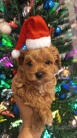 Cuccioli di Maltipoo toy alta qualità